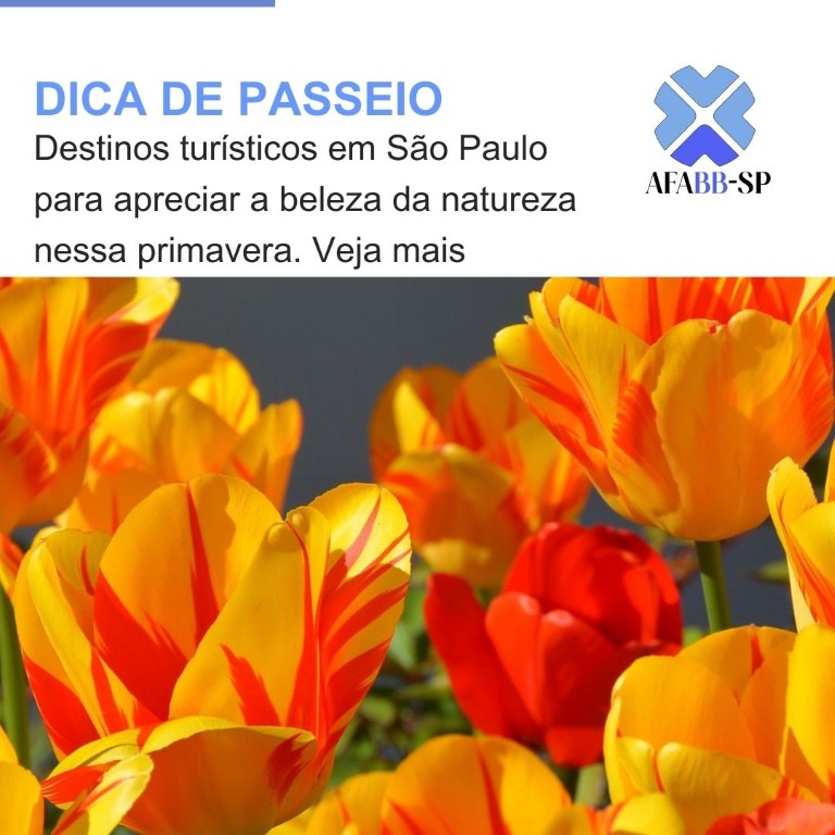 A chegada da primavera em São Paulo: Uma explosão de cores e belezas naturais