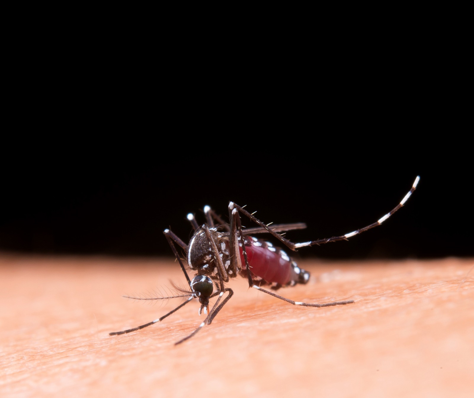 Brasil pode registrar números históricos de casos de dengue neste ano