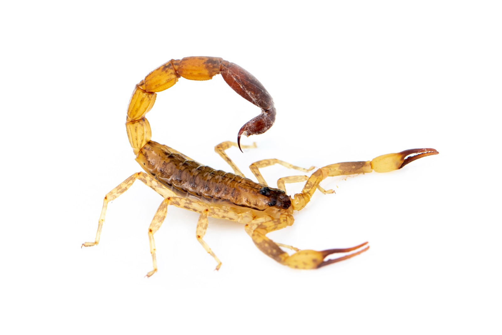 Veja dicas do Butantan para prevenir o aparecimento de escorpiões em casa