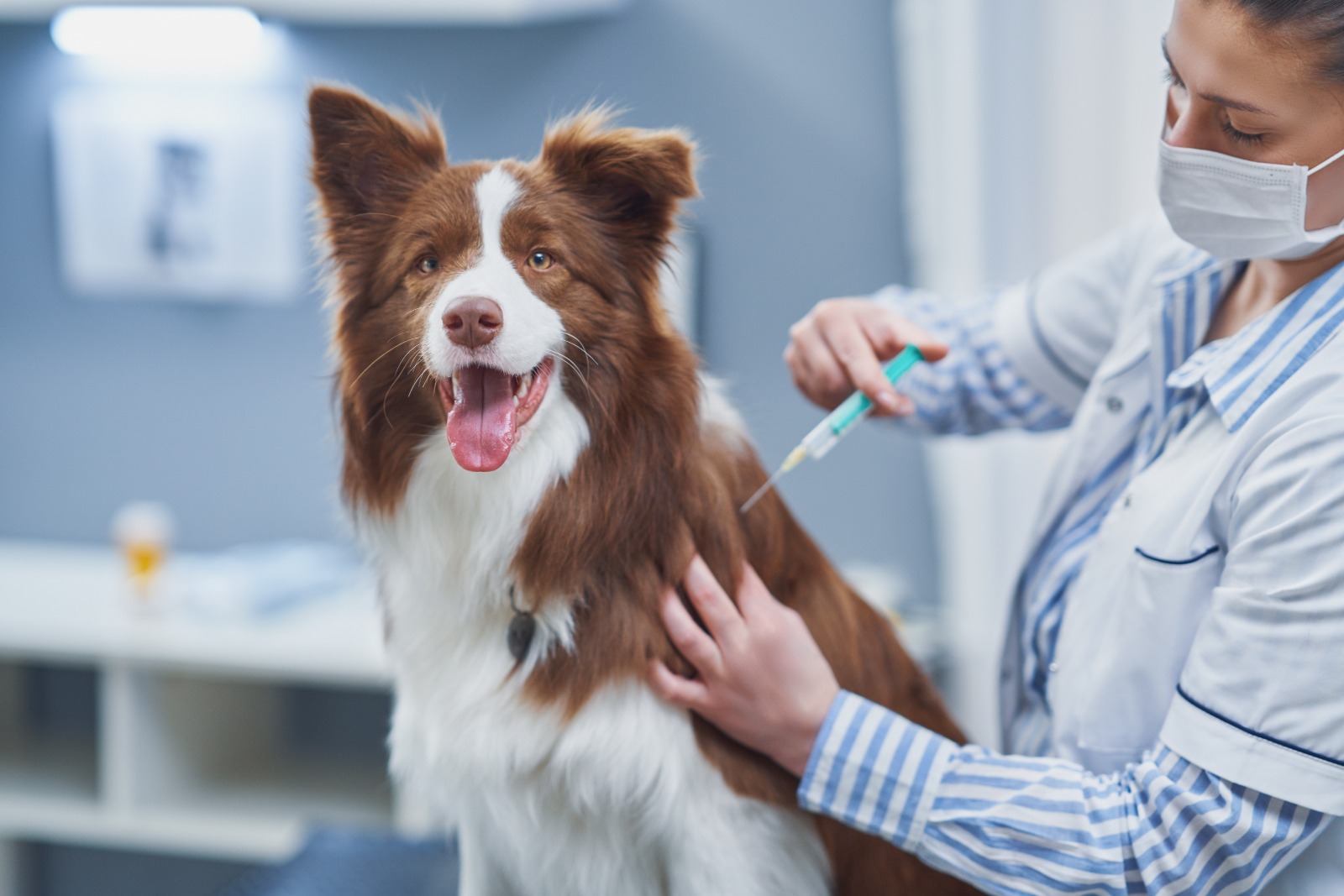 Após 40 anos, capital paulista registra primeiro caso de raiva canina